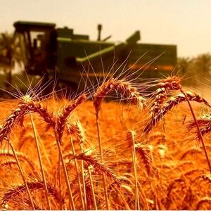 استارت افزایش قیمت نان زده شد