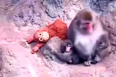 میمون یتیم بالاخره مادر پیدا کرد