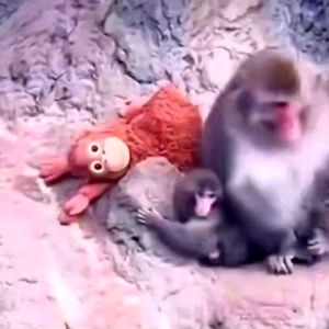 میمون یتیم بالاخره مادر پیدا کرد