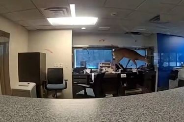 سرقت ناموفق و جالب یک گوزن از بانک/ ویدئو