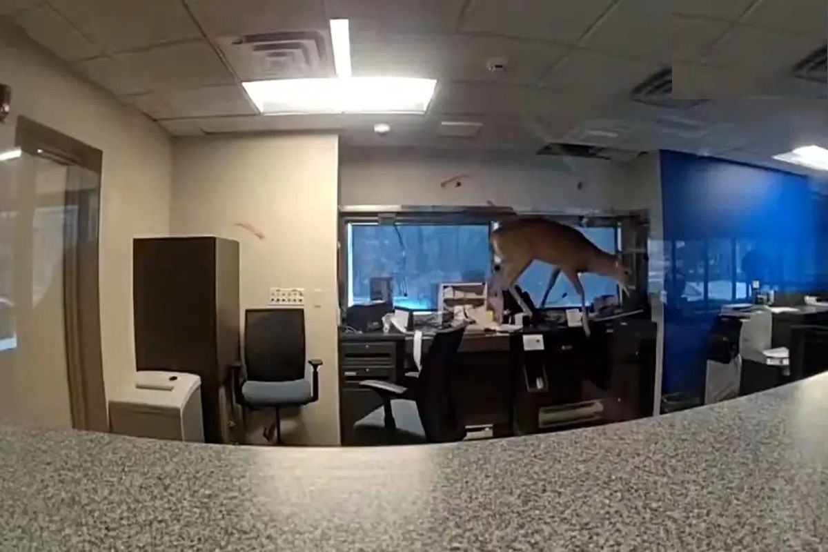 سرقت ناموفق و جالب یک گوزن از بانک/ ویدئو