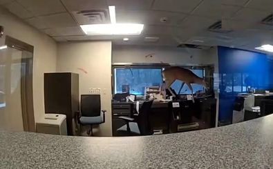 سرقت ناموفق و جالب یک گوزن از بانک/ ویدئو