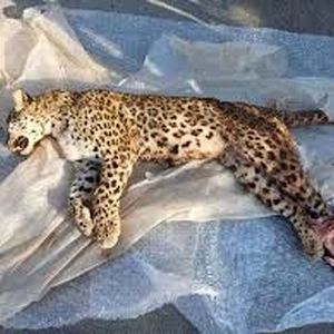 پیدا شدن لاشه پلنگ ایرانی در شهرستان اسفراین/ عکس