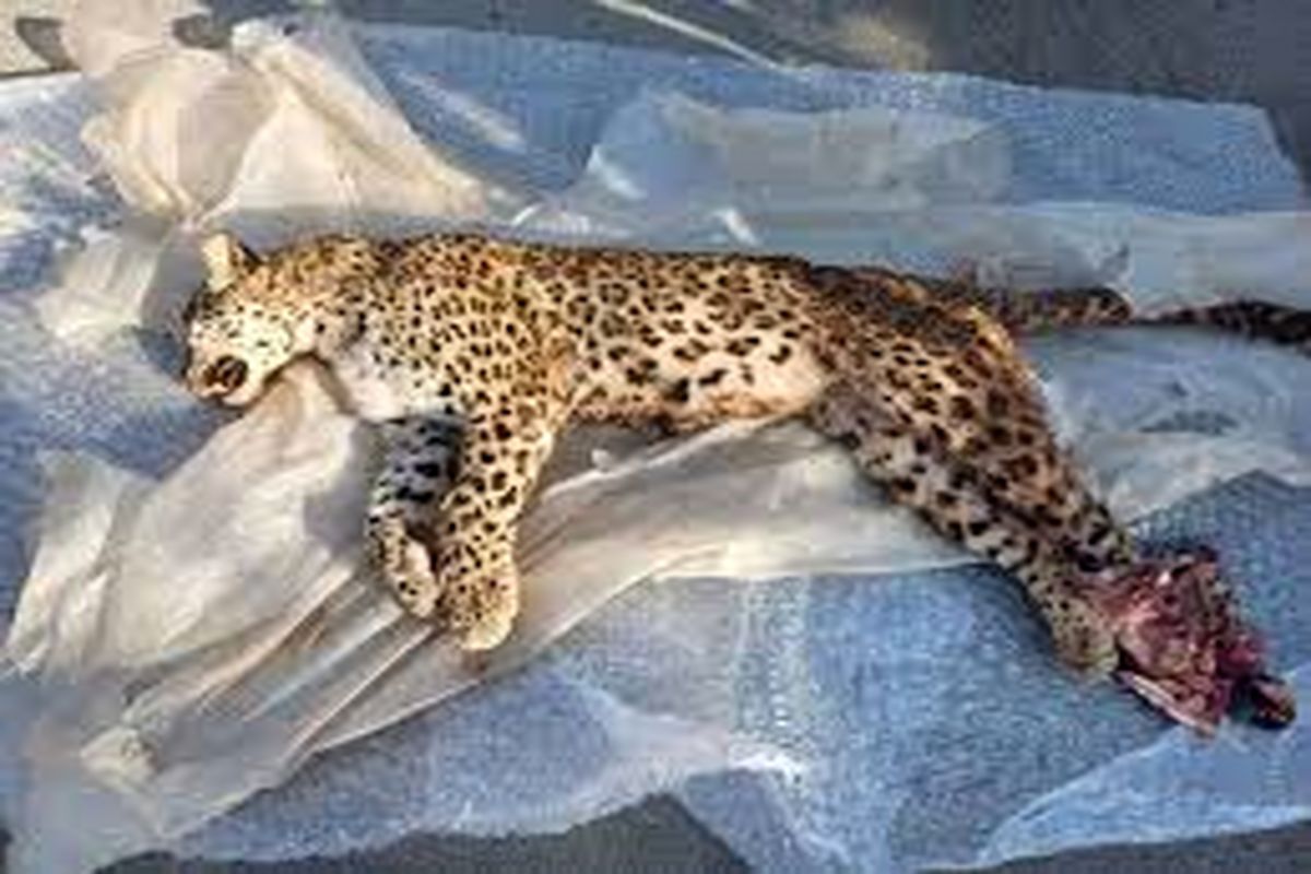 پیدا شدن لاشه پلنگ ایرانی در شهرستان اسفراین/ عکس