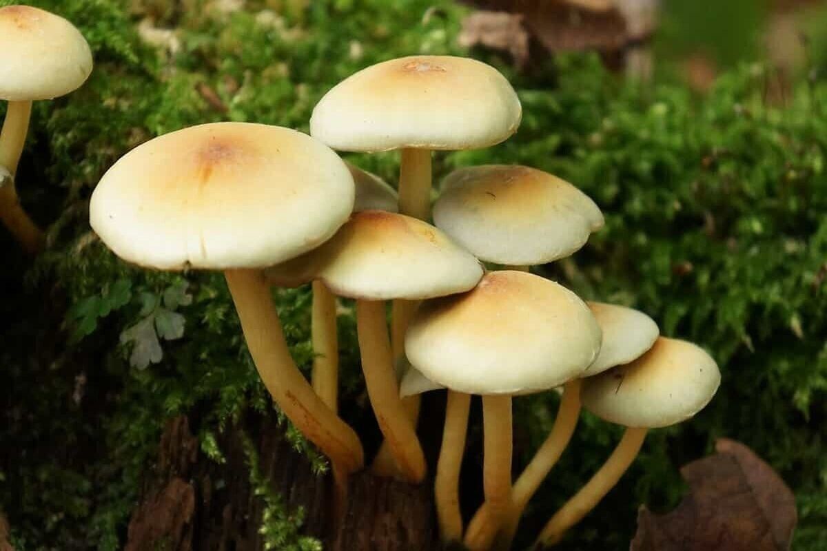 قارچ سمی، جان دو خواهر را گرفت
