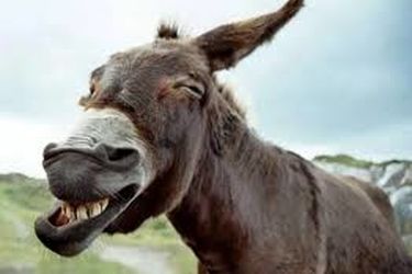 ورود غیر منتظره یک الاغ به پارلمان پاکستان!/ ویدئو