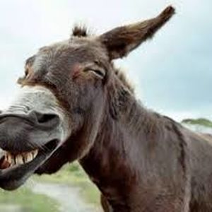 ورود غیر منتظره یک الاغ به پارلمان پاکستان!/ ویدئو