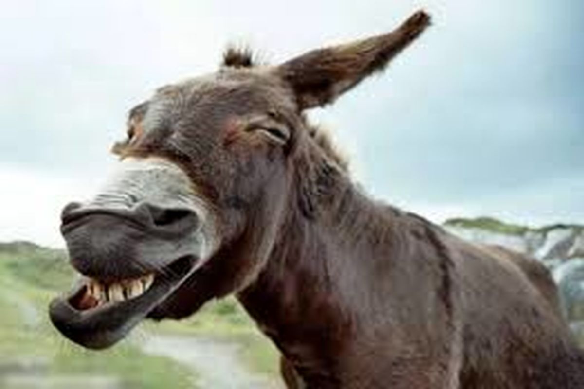 ورود غیر منتظره یک الاغ به پارلمان پاکستان!/ ویدئو