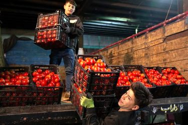 باران نبارید، گو‌جه‌فرنگی ۷۰ هزار تومان شد!