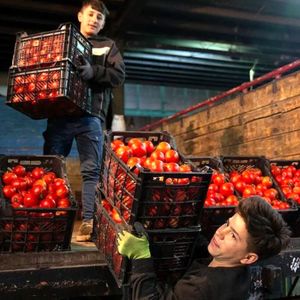 باران نبارید، گو‌جه‌فرنگی ۷۰ هزار تومان شد!