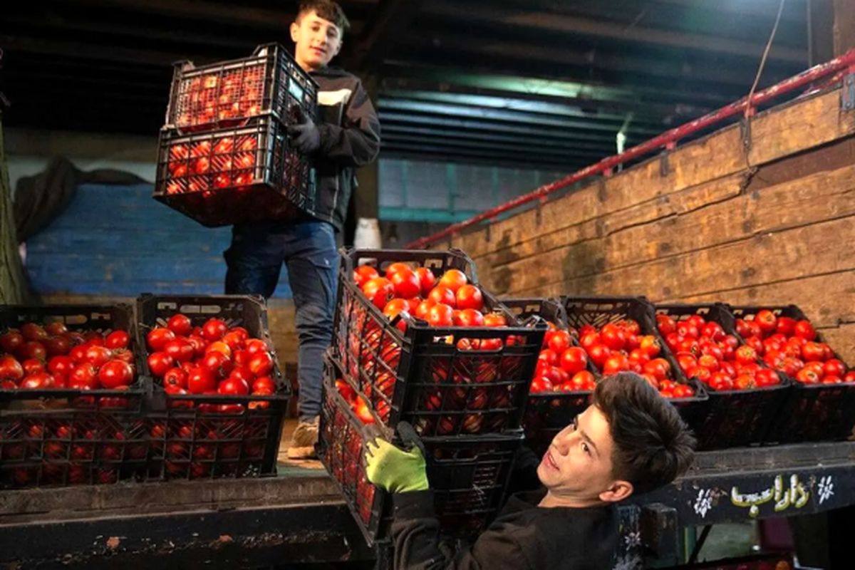 باران نبارید، گو‌جه‌فرنگی ۷۰ هزار تومان شد!