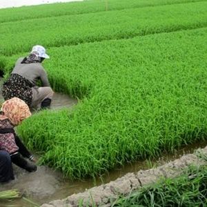 قیمت برنج چقدر باید باشد؟