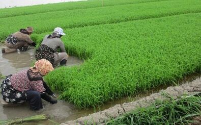 قیمت برنج چقدر باید باشد؟