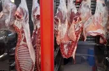 کاهش چشمگیر قیمت گوشت قرمز 
