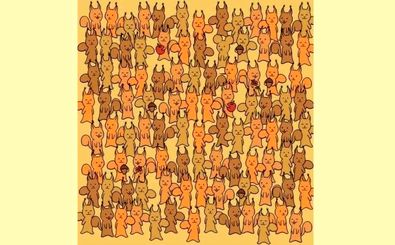 موش را  در میان چندین سنجاب پیدا کنید