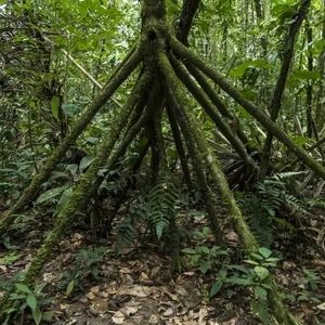 درختی که «پا» دارد و بعضی‌ها می‌گویند «راه می‌رود»