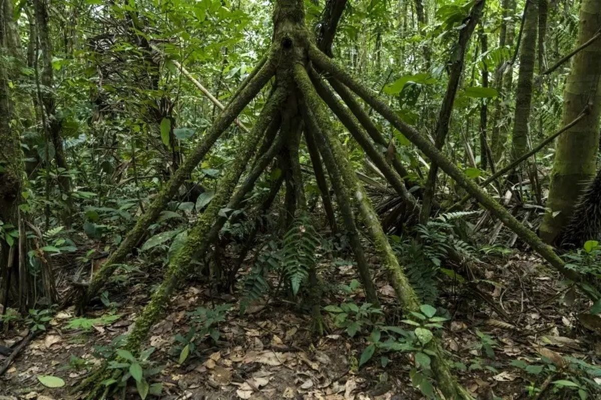 درختی که «پا» دارد و بعضی‌ها می‌گویند «راه می‌رود»
