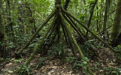 درختی که «پا» دارد و بعضی‌ها می‌گویند «راه می‌رود»