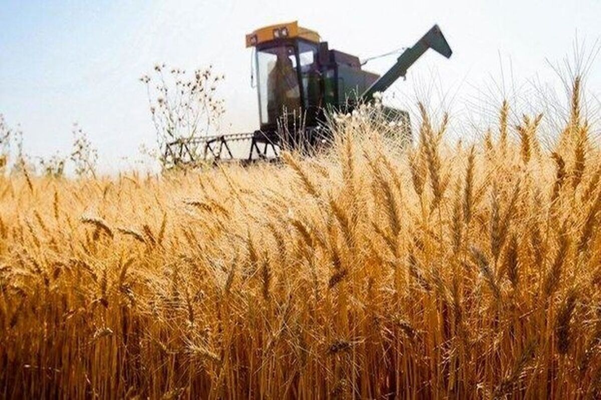 خبر خوش دولت به گندمکاران