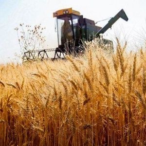 خبر خوش دولت به گندمکاران