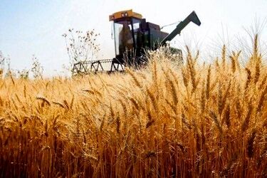 خبر خوش دولت به گندمکاران
