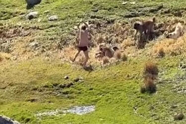 لحظات وحشتناک حمله گله سگ‌ها به یک نوجوان در اردبیل/ ویدئو