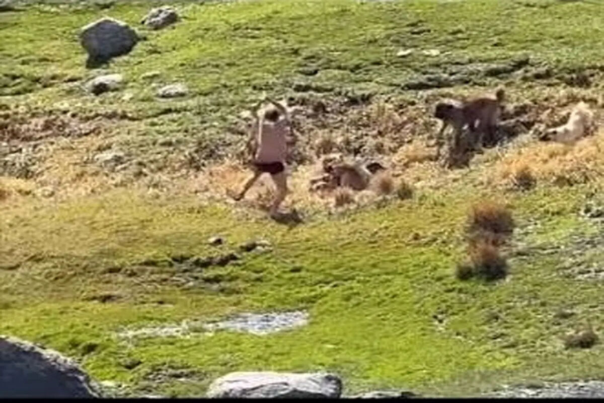 لحظات وحشتناک حمله گله سگ‌ها به یک نوجوان در اردبیل/ ویدئو