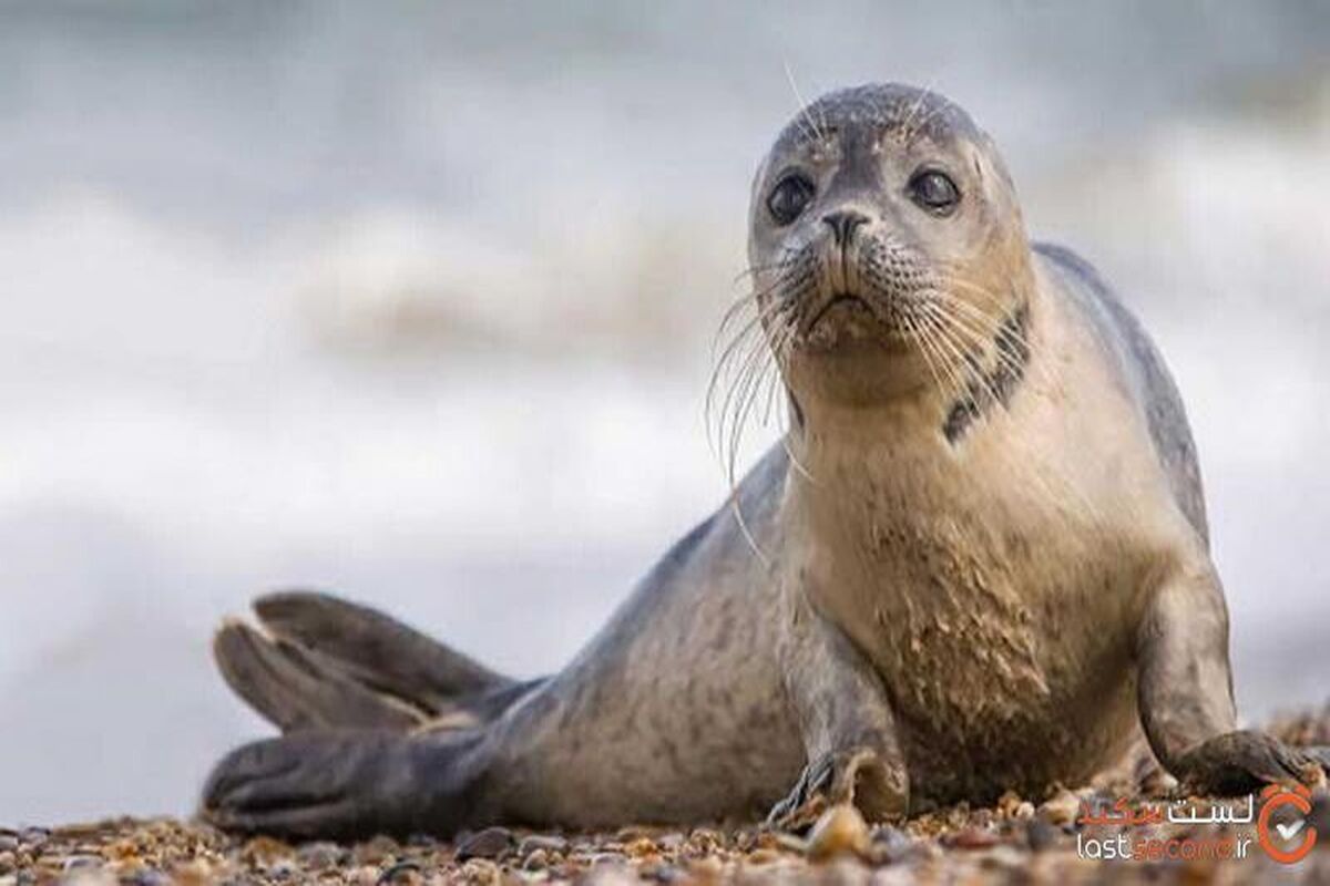  لحظه بی‌نظیر پناه بردن فوک دریایی با فرزندش به یک قایق تفریحی/ ویدئو