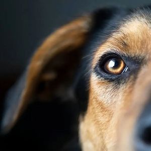 سگی به صاحبش شلیک کرد! 