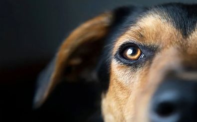 سگی به صاحبش شلیک کرد! 