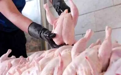 شیب قیمت مرغ و تخم مرغ در بازار!