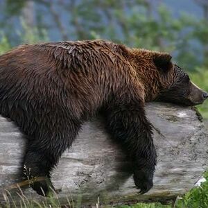 سه قلاده خرس قهوه‌ای در جنگل‌های هیرکانی دیده شد/ عکس