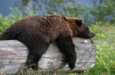 خروج خرس‌ها از خواب زمستانی/ یک شهروند کشته و یک پلیس زخمی شد/ ویدئو