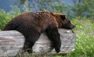 خروج خرس‌ها از خواب زمستانی/ یک شهروند کشته و یک پلیس زخمی شد/ ویدئو