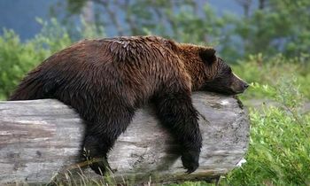 خروج خرس‌ها از خواب زمستانی/ یک شهروند کشته و یک پلیس زخمی شد/ ویدئو