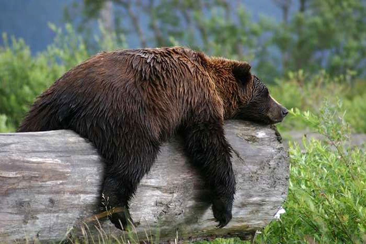 خروج خرس‌ها از خواب زمستانی/ یک شهروند کشته و یک پلیس زخمی شد/ ویدئو