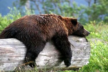 بلایی که خرس بر سر چند خودرو آورد/ ویدئو
