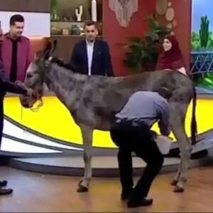 دوشیدن شیر الاغ در پخش زنده تلویزیون!/ ویدئو