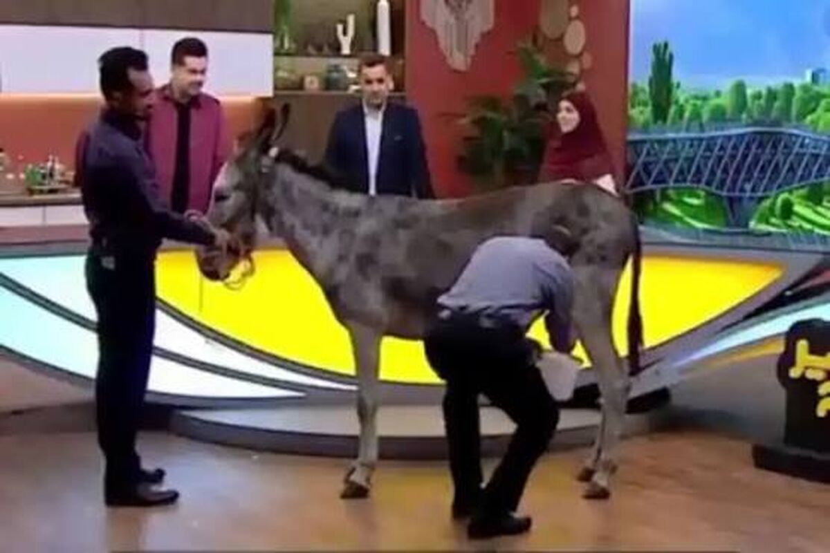 دوشیدن شیر الاغ در پخش زنده تلویزیون!/ ویدئو