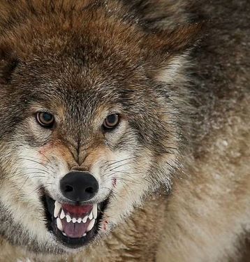 لحظات حمله گرگ به دانشجو در دانشگاه زنجان/ ویدئو