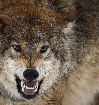 لحظات حمله گرگ به دانشجو در دانشگاه زنجان/ ویدئو