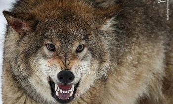 لحظات حمله گرگ به دانشجو در دانشگاه زنجان/ ویدئو