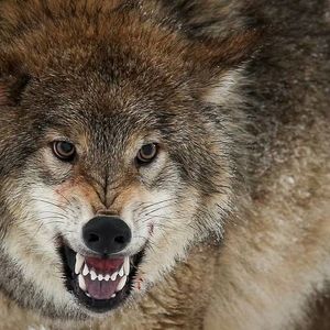 لحظات حمله گرگ به دانشجو در دانشگاه زنجان/ ویدئو