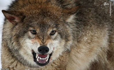 لحظات حمله گرگ به دانشجو در دانشگاه زنجان/ ویدئو