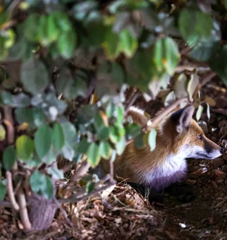 تصاویر یک روباه محلی در محدوده هفت تیر تهران