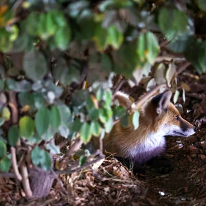 تصاویر یک روباه محلی در محدوده هفت تیر تهران