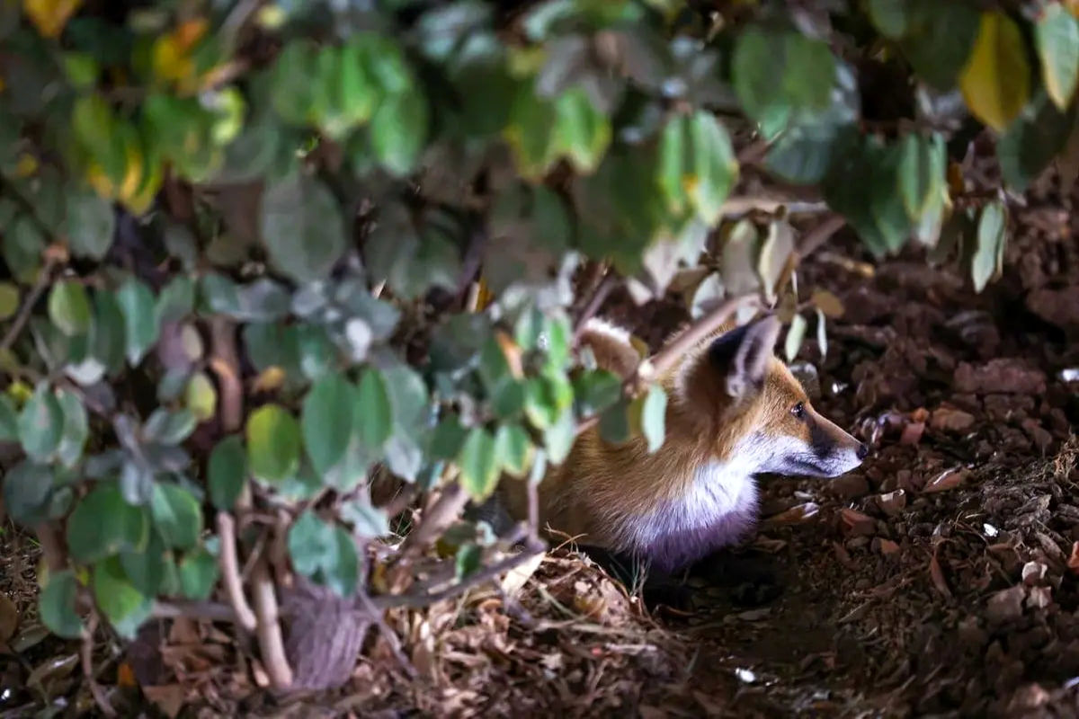 تصاویر یک روباه محلی در محدوده هفت تیر تهران