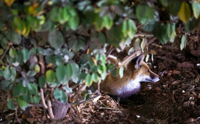 تصاویر یک روباه محلی در محدوده هفت تیر تهران