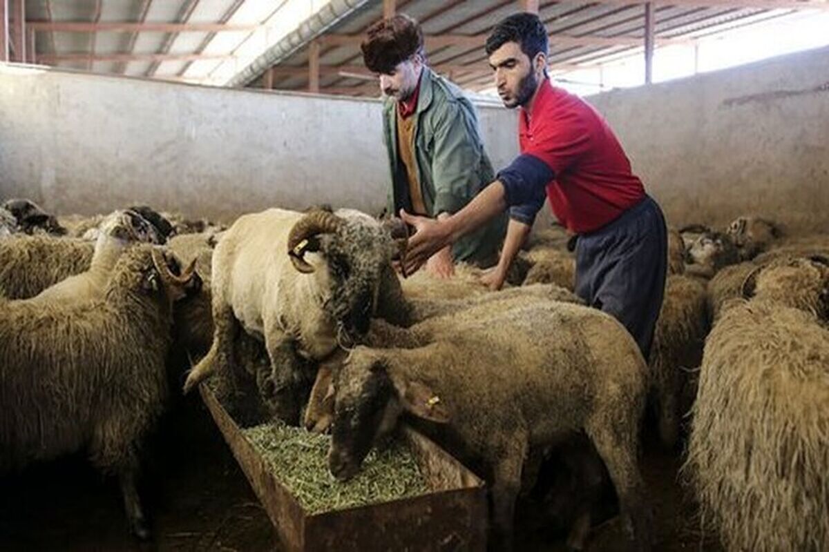 مقایسه قیمت گوسفند زنده در ۱۰ سال اخیر/ افزایش 30 میلیون تومانی