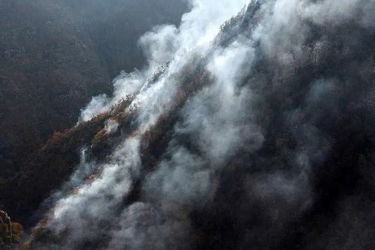 آتش همچنان زبانه می کشد/ فریاد کمک جنگل‌های هیرکانی